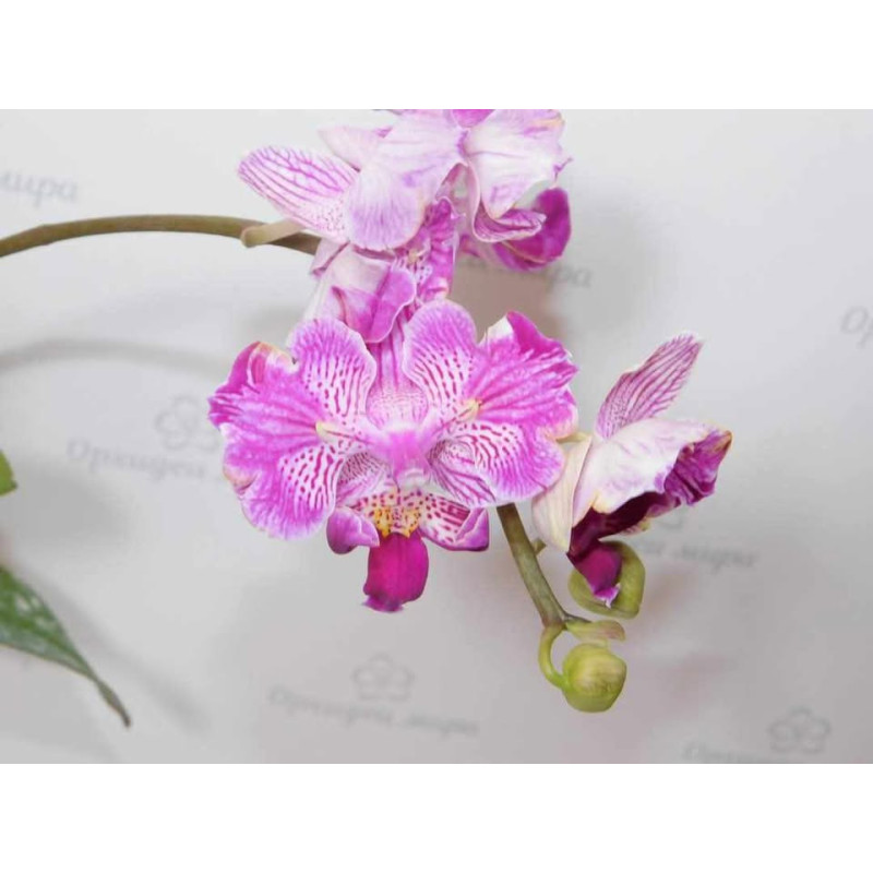 Орхидея Phal. (Chia E Berry x Pingtung Tako) big lip бабочка